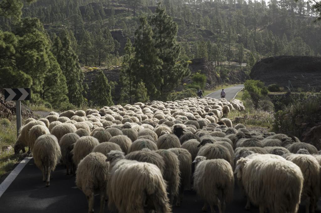 Los pastores guían un rebaño en el interior de Gran Canaria.