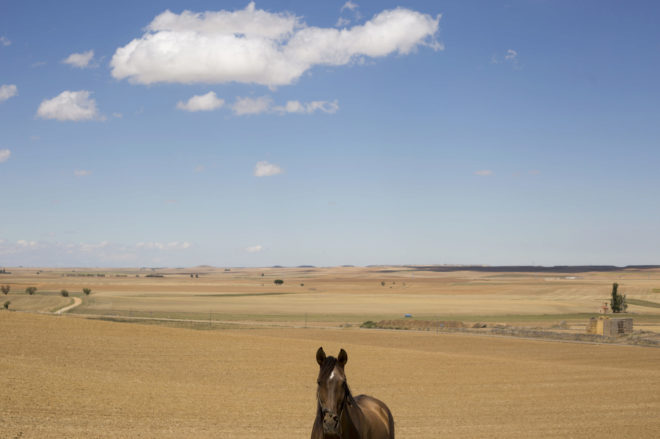 Estampa de campo en Villalón de Campos, con un caballo en primer...