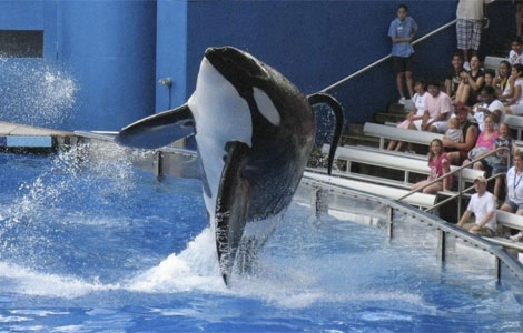 Tilikum, la orca que asesinó a su cuidadora.| Reuters