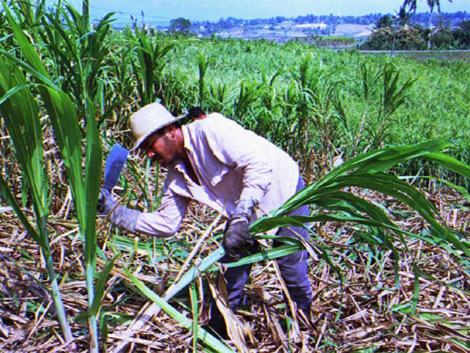 Un cortador de caa en una zafra azucarera cubana. | Reuter