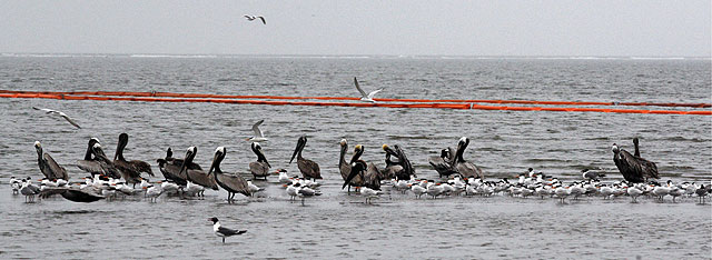 Pelicanos en Luisiana, junto a las barreras que intentan contener la marea negra. | Efe