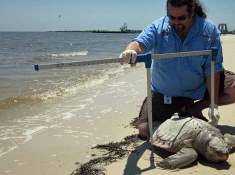 Un investigador mide el tamao de una tortuga muerta. | C. Fresneda
