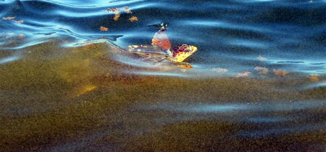 Una tortuga avanza entre una mancha de crudo a unas 15 millas al sur de Luisiana. | Afp