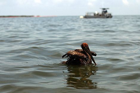 Un pelicano, cubierto por la marea negra en las costas de Louisiana. | Afp