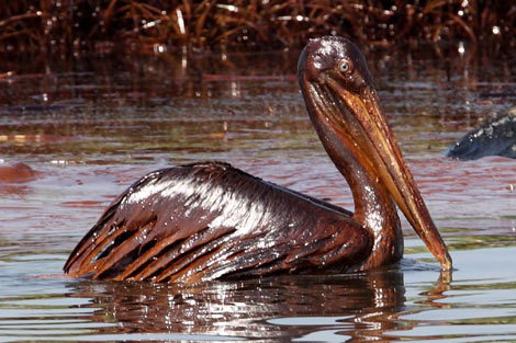 Imagen de un pelícano cubierto de petróleo en Luisiana. | Efe