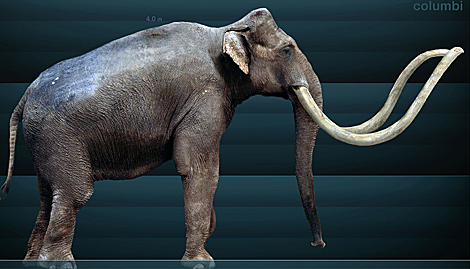 As era el 'Mammuthus columbi', un animal de cuatro metros y seis tonelas.