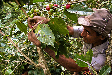 Un trabajador recoge caf en la Sierra Maestra, al oriente de Cuba. | AFP