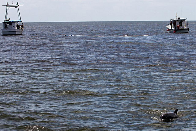 Un delfn nada cerca de dos embarcaciones que buscan residuos de crudo en el Golfo de Mxico. | Efe