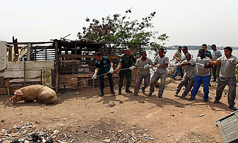 Retirada de un cerdo en una de las pocilgas ilegales en Ro. | 'O Globo'