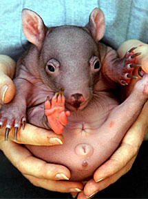 Cra de wombat en un zoo de Australia. | Reuters