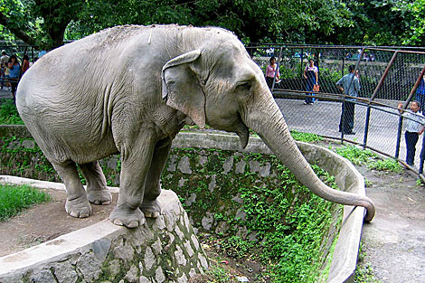 La elefanta Manyula. | Roberto Valencia