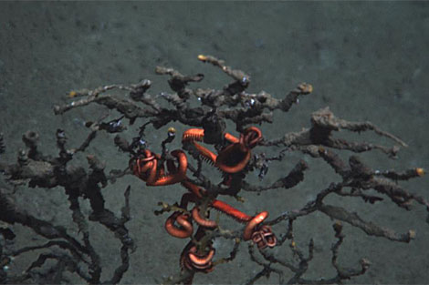 Imagen de fondos coralinos del Golfo de Mxico. | AP