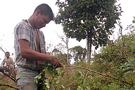Cultivo de hojas de coca en Puerto Ass en el ao 2000.