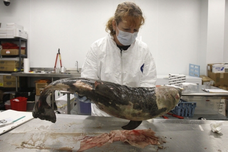 Una veterinaria examina el cadver de un delfn. I AP