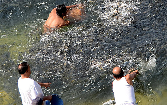 Los lugareños de Acapulco se lanzaron con cubos a trapar los miles de peces que el tsunami arrastró hasta la orilla. | Efe