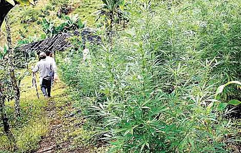 Resultado de imagen de marihuana de la sierra