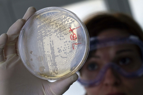 Anlisis de una muestra de clulas vegetales en busca de la bacteria. | Reuters