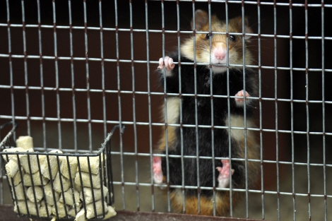 Comprar hamster también podría prohibirse. I AFP