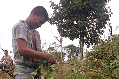 Un hombre recoge hojas de coca en una plantacin en Colombia. | AP