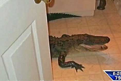 Una foto de un caimn caminando dentro de una casa en Florida.| WSVN