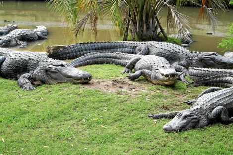 Un grupo de cocodrilos. | ELMUNDO.es