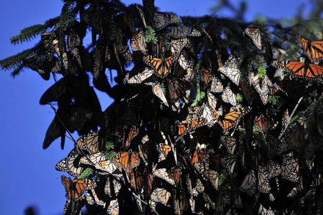 varias mariposas monarcas en la localidad de Angangueo, Michoacán. | Efe