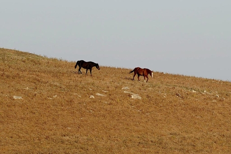 Dos caballos pastan en las Colinas Flint, en el estado de Kansas. | Efe
