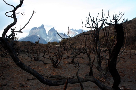 Vegetacin quemada en Torres del Paine. | AFP