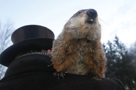 La famosa marmota de Punxsutawney, Phil. | Reuters