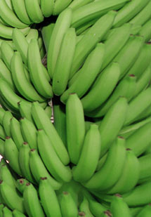 Plantacin de bananas.| Ap