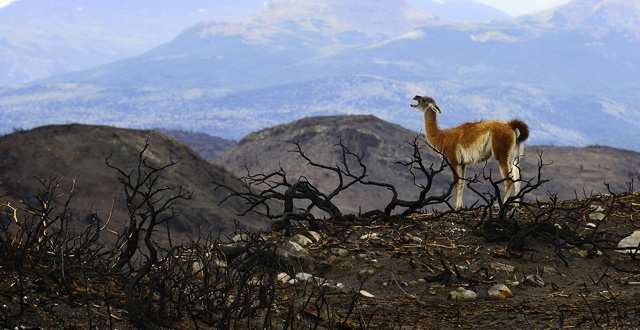 Imagen de un huanaco en una zona afectada por el fuego en Torres del Paine. | Efe
