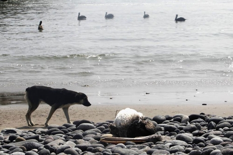 Un perro junto a un pelícano muerto en Canete.| Reuters