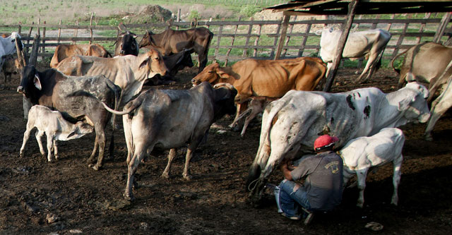 El sector ganadero denuncia las prdidas que supondr el TLC. En la imagen, un ganadero ordeando una vaca. | Efe