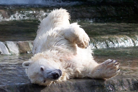 Un oso polar juega en el zoo de Buenos Aires. | EL MUNDO
