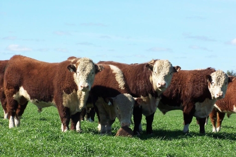 La carne del ganado Hereford es la ms cotizada. | D. C.