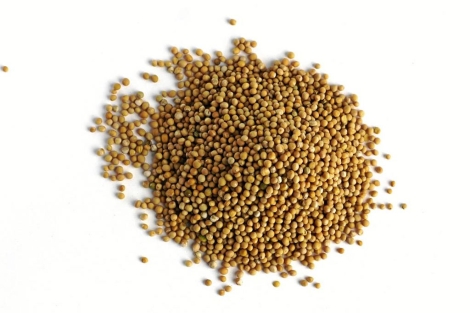 Semilla de quinoa. | EL MUNDO