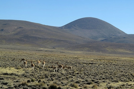 Un grupo de vicuas pasta en la Reserva Nacional Aguada Blanca.