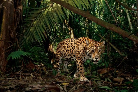 Jaguar visto en la Reserva Yasuni | Agencia Andes