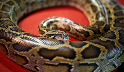 Foto de archivo de una serpiente pitn | Afp