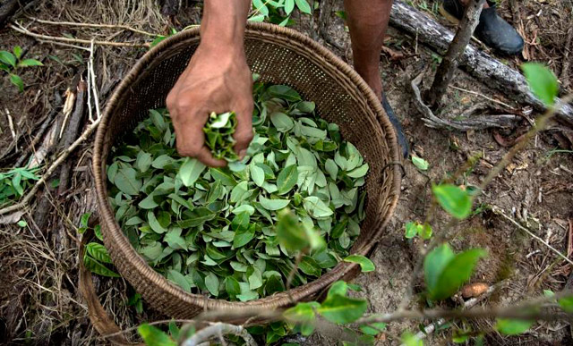 Un agricultor sujeta una cesta de hojas de coca. | Afp