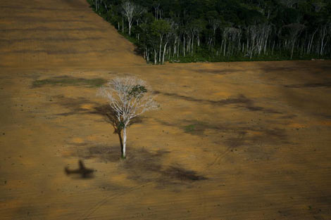 Deforestación causada por el cultivo de soja en la selva brasileña.