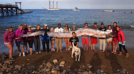 Un grupo de personas sostiene un pez remo de 5,5 metros de largo. | Efe