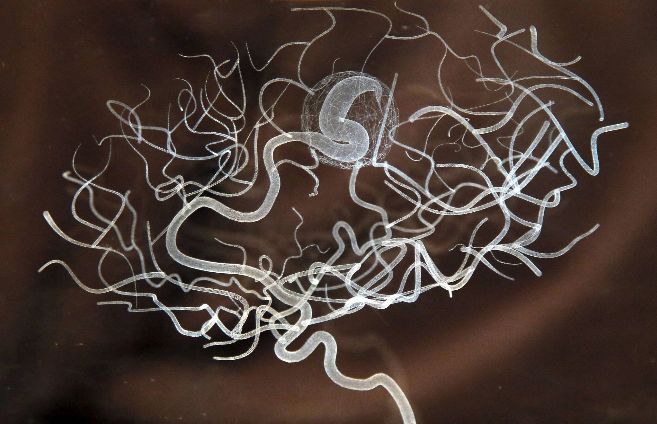 Obra de arte en cristal que simula el cerebro.