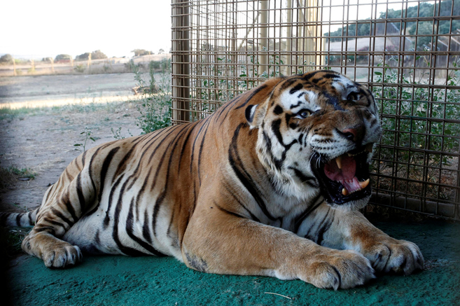 Tigres llegados desde Tarragona al Safari Madrid de Aldea del Fresno...