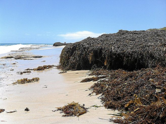 Arribazones de algas y plantas marinas que forman montaas en la...