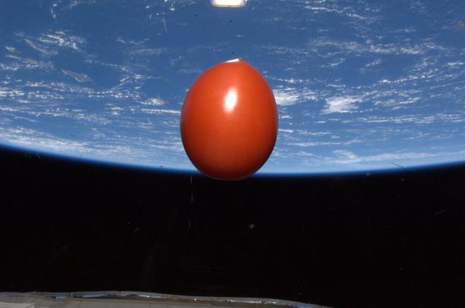 Un tomate trado por la nave Soyuz flota en la Estacin Espacial...