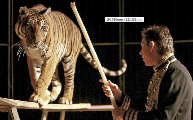 El domador Denny Gottani, con un tigre en una de sus actuaciones en el...