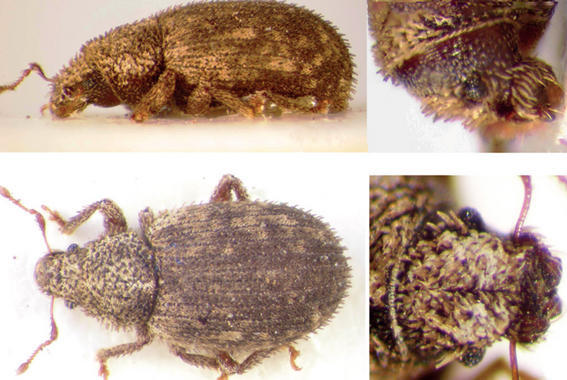 Moreiba, nuevo gnero de Laparocerini (Coleoptera, Curculionidae) en...