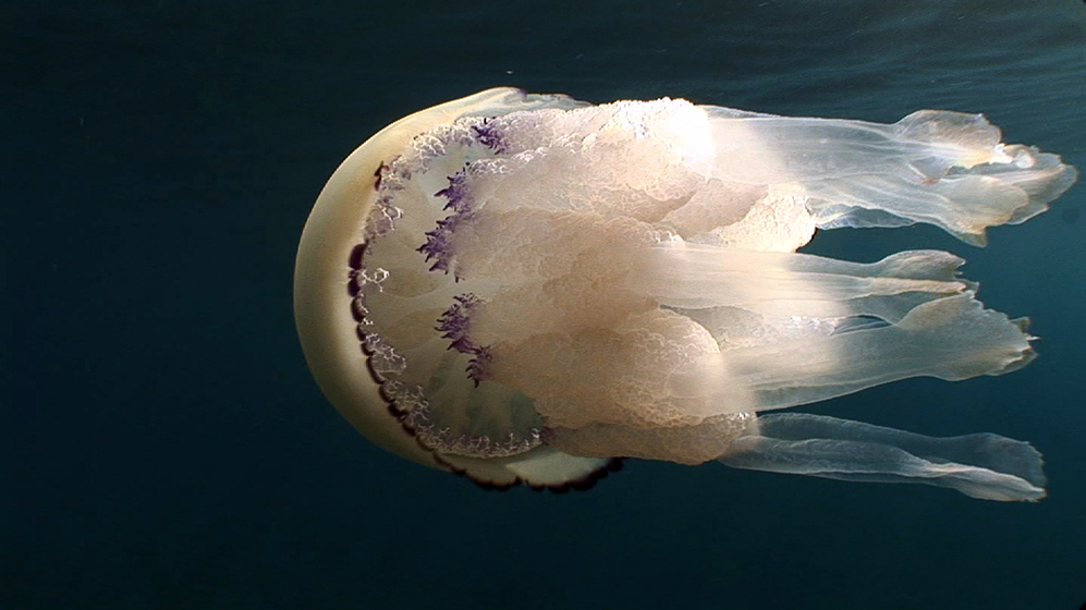 Una medusa. |