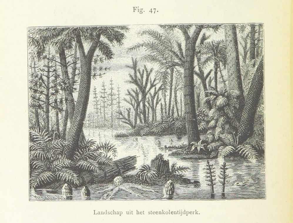 Imagen tomada de un libro publicado en Groningen en 1885.